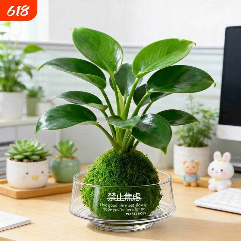精品金钻盆栽植物绿公主水培绿植吸高颜值防辐射室内多肉四季好养