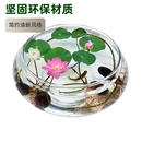 水培玻璃花瓶透明水仙盆碗莲盆睡莲花盆乌龟鱼缸水养植物器皿桌面