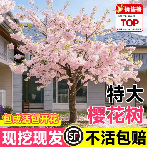 【开花爆满不活包赔】樱花树苗
