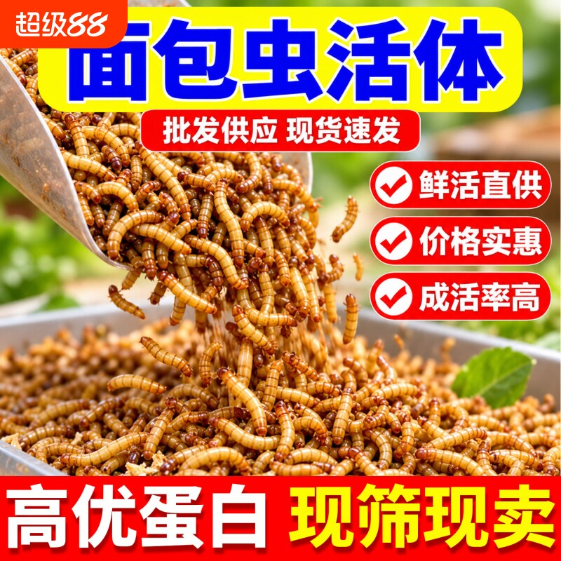面包虫活虫批发黄粉虫仓鼠蜘蛛蝎子乌龟守宫角蛙画眉鸟食活饵饲料图片