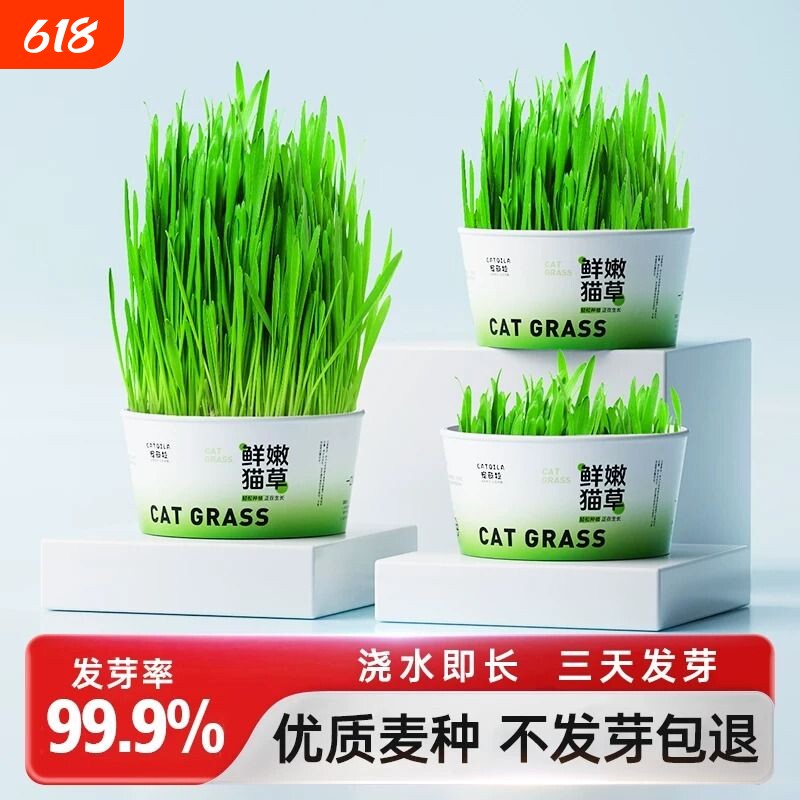 猫草盆栽泡面杯化毛球片猫咪专用土培盒吐毛球猫咪零食水培泡面杯