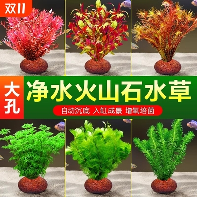 火山石水草净化水质|千人加购