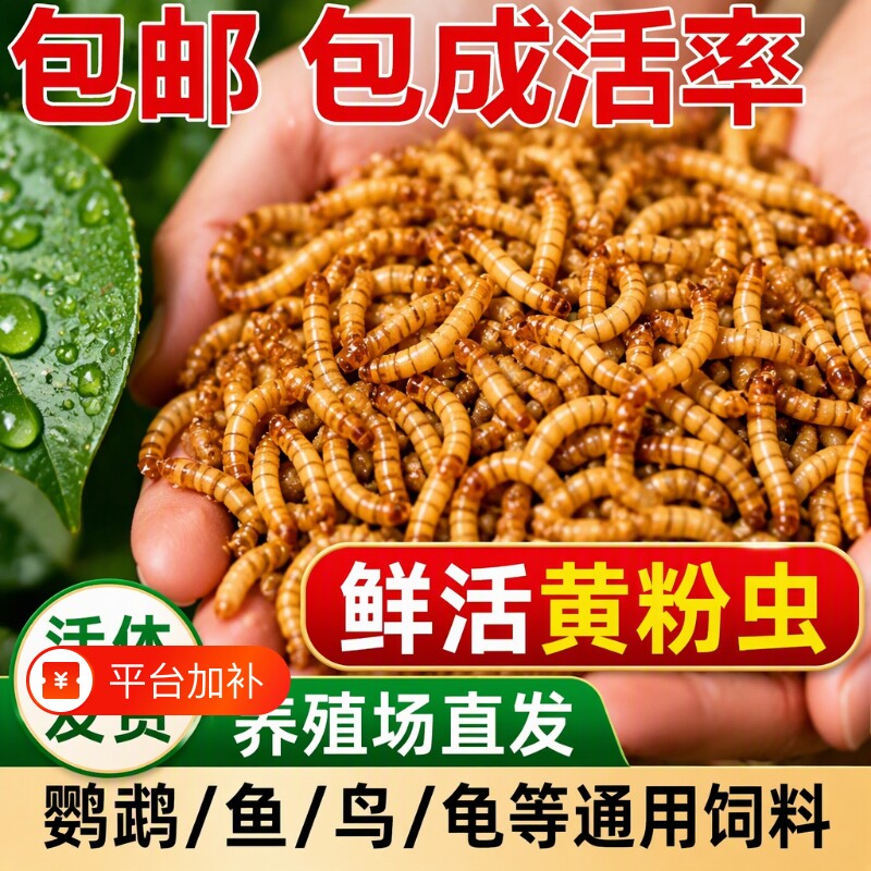 面包虫活体 黄粉虫活虫 鹦鹉鱼 金龙鱼 乌龟 画眉鸟石蛙饲料包邮