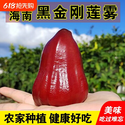 海南黑金刚莲雾中小果热带新鲜水果正宗树熟宝石雾莲脆甜净重包邮