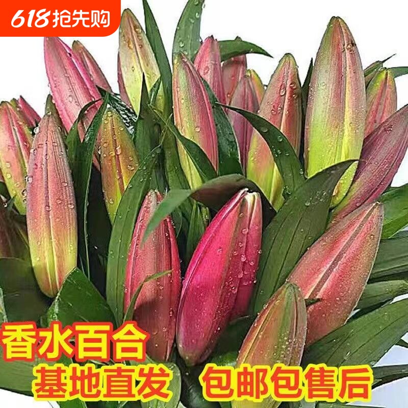 百合花鲜花大花苞客厅四季插花水养摆件玫瑰云南基地直发水培室内