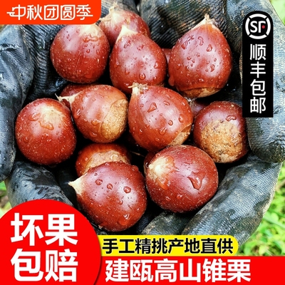 建瓯锥栗新鲜下树顺丰包邮