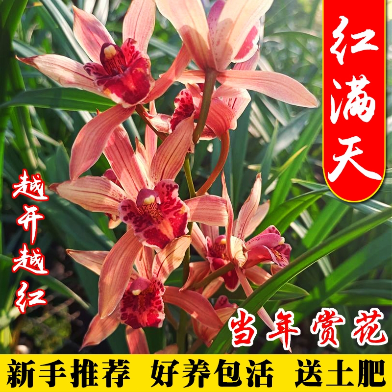 名贵四季兰花苗红满天冬带花苞好养大花浓香室内耐阴绿植盆栽花卉