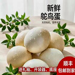 新鲜超大鸵鸟蛋顺丰包邮食用蛋王可食用驼鸟蛋营养丰富巨大蛋