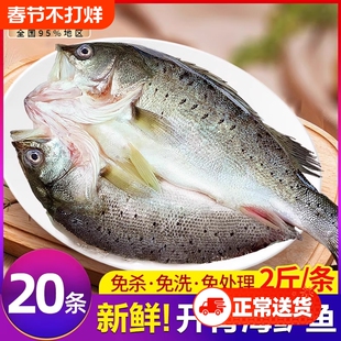 海鲈鱼开背新鲜冷冻鲜活深海七星鲈鱼海鱼卢鱼水产烤鱼半成品商用