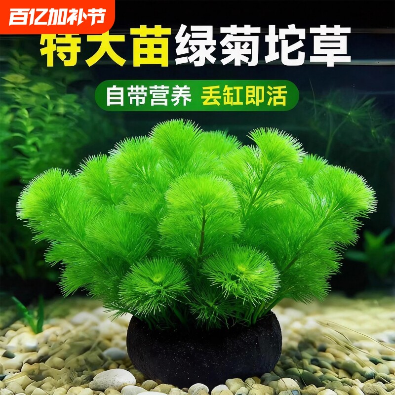 绿菊坨草水草植物鱼缸造景装饰阴性蜈蚣草增氧绿植沉底小水草生态