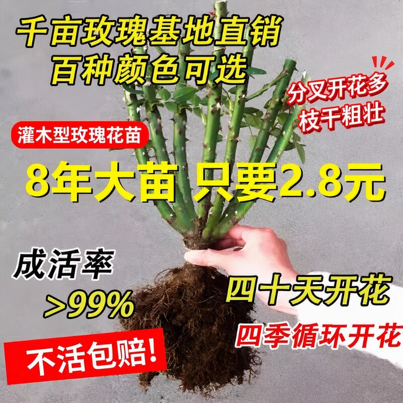 玫瑰花苗老桩盆栽花卉多季节开花图片