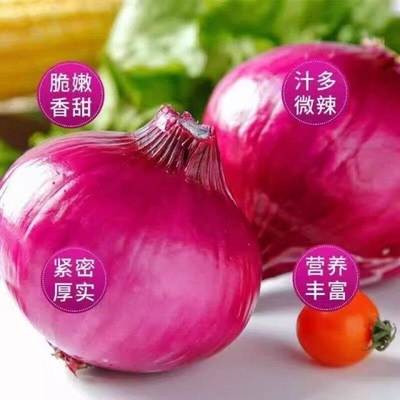 洋葱甜味新鲜紫皮洋葱头
