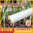 透明塑料工程膜种植保护薄膜 地膜农用白地膜蔬菜大蒜花生保温保湿