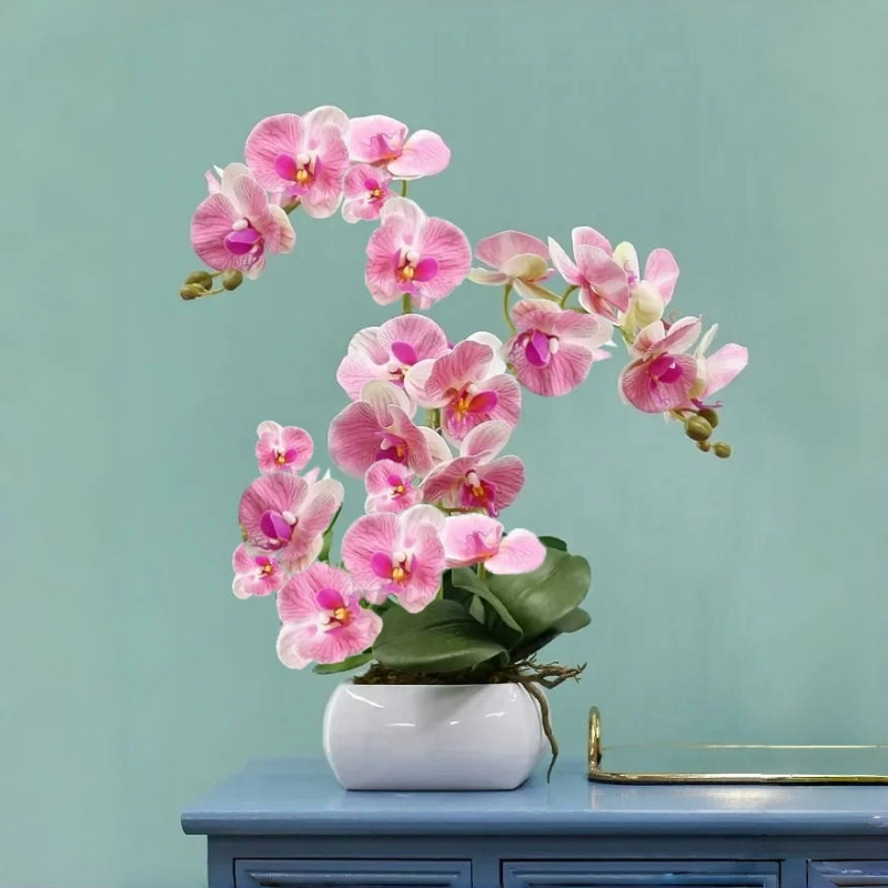 蝴蝶兰花苗带花剑带花苞盆栽兰花大苗客厅室内植物花卉四季好养活