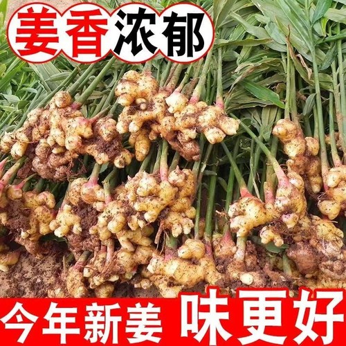 贵州小黄姜黄姜生姜新鲜蔬菜现挖现发包邮批发月子姜土姜嫩姜老姜