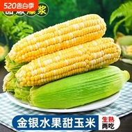 水果玉米甜脆云南高山新鲜