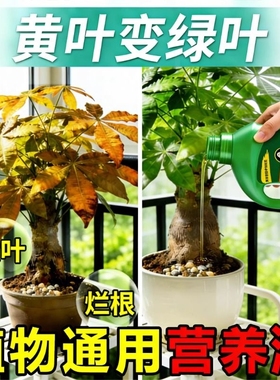 发财树植物营养液肥黄叶枯叶烂根幸福树富贵竹专用水培复活再生剂