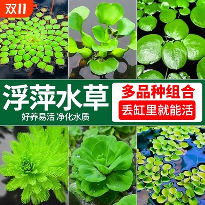 一叶莲浮萍水草|超5000次加购