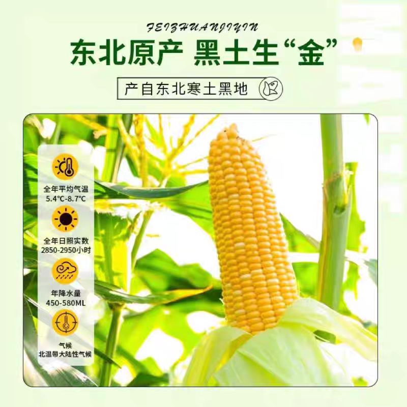东北鲜食玉米吉林长白山甜糯玉米黑土地代餐老少皆宜真空