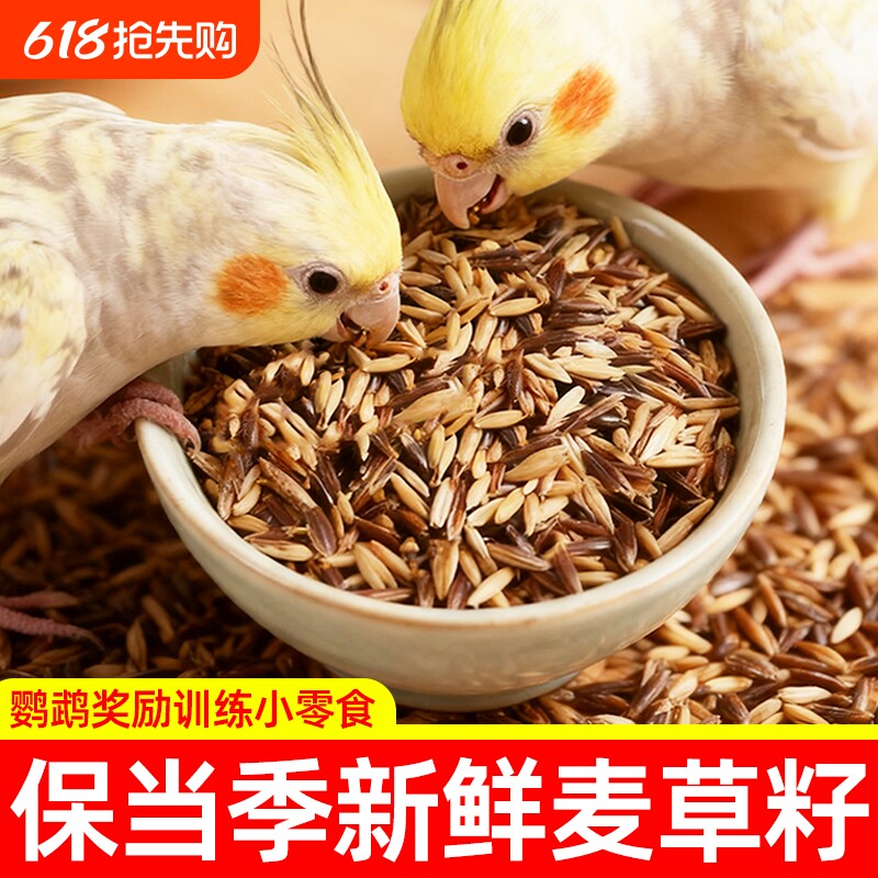 白玉麦黑金麦双拼鹦鹉零食双色麦草籽训练奖励虎皮牡丹专用鸟粮食