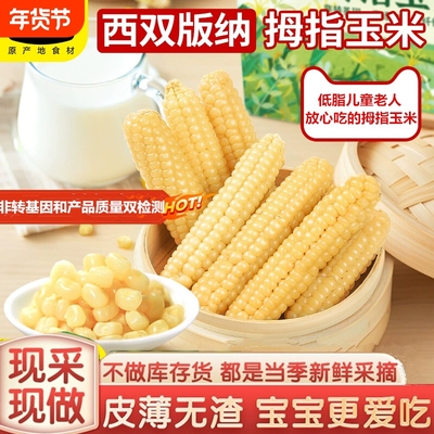 西双版纳香糯拇指小玉米新鲜真空装非转基因拇指玉米云南手指玉米