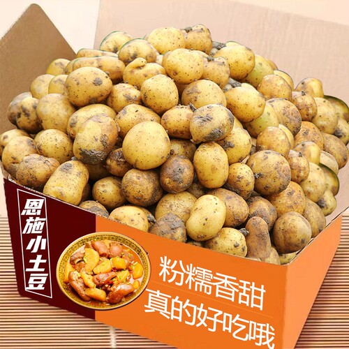 新鲜小土豆高山现挖农家自种
