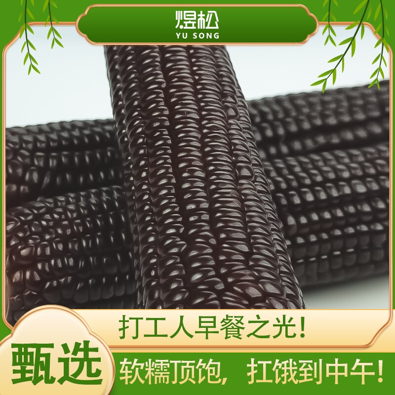 东北黑糯玉米棒新鲜采摘