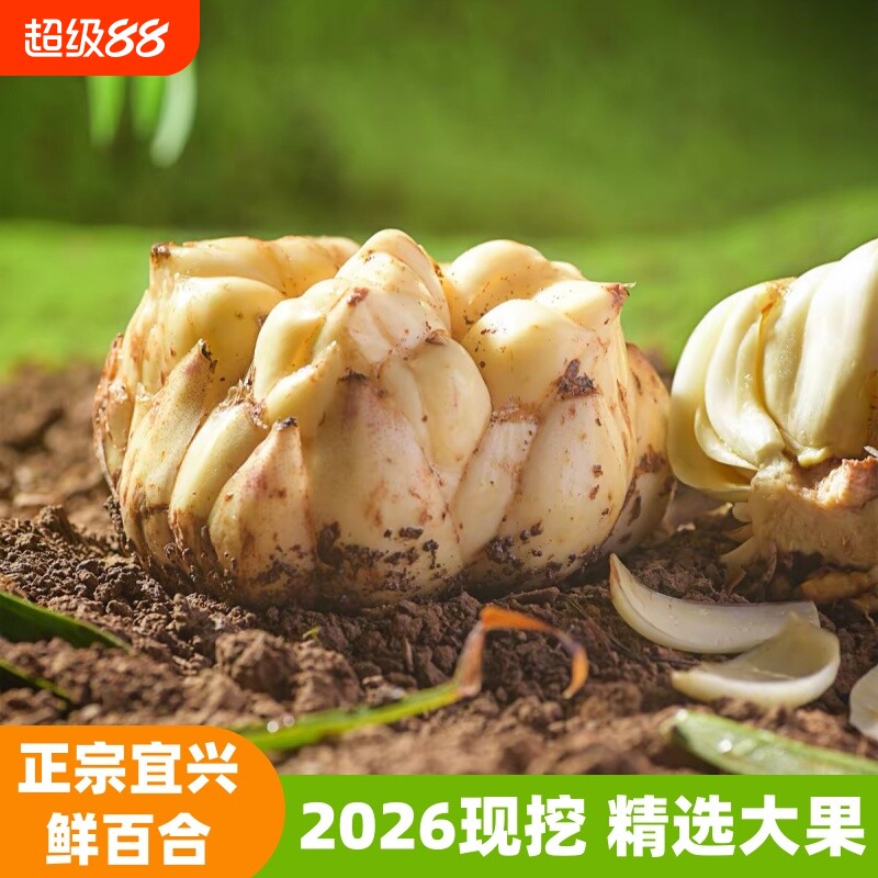 宜兴新鲜百合现挖特产食用大百合微苦软糯农家煲汤煲粥食材无硫