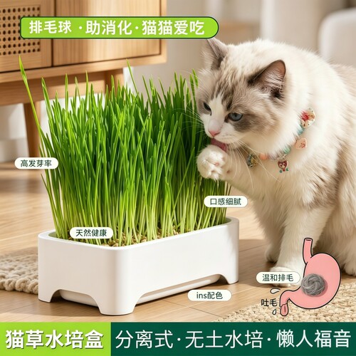 无土水培猫草盆栽种植盒懒人种子育苗盘小麦化毛植物泡面猫自种