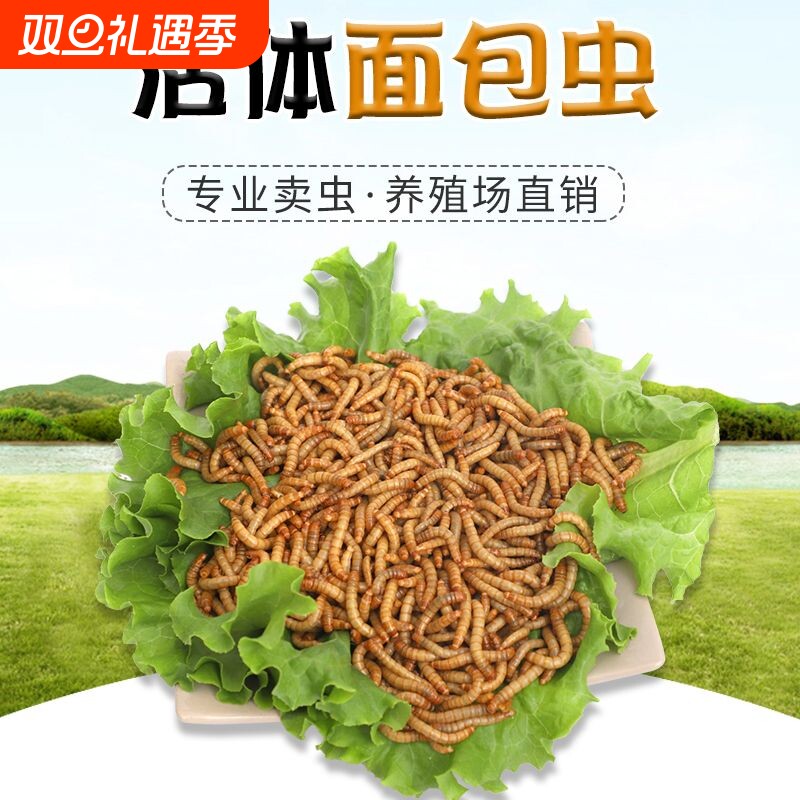 面包虫活体黄粉虫活虫饲养盒乌龟仓鼠金龙鱼八哥画眉钓鱼饲料刺猬