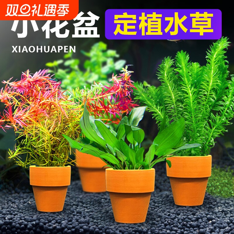花盆定植水草鱼缸造景专用绿菊水培真草装饰水草植物沉底水质水兰