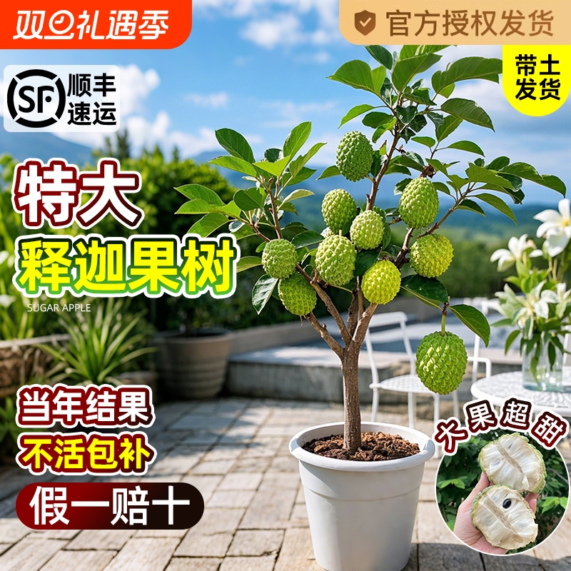 释迦果苗树凤梨奶油黄龙嫁接果树