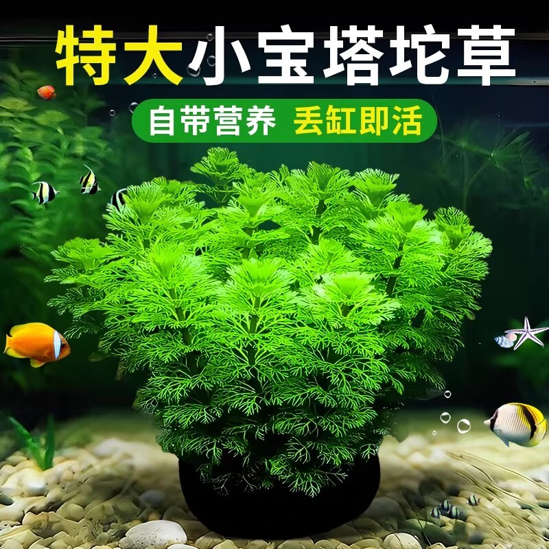 小宝塔大坨草水草鱼缸造景阴性植物真草新手淡水绿菊蜈蚣净水增氧
