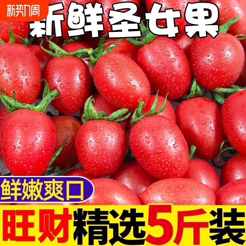 正宗新鲜圣女果小西红柿小番茄孕妇应季现摘水果蔬菜生吃非千禧果