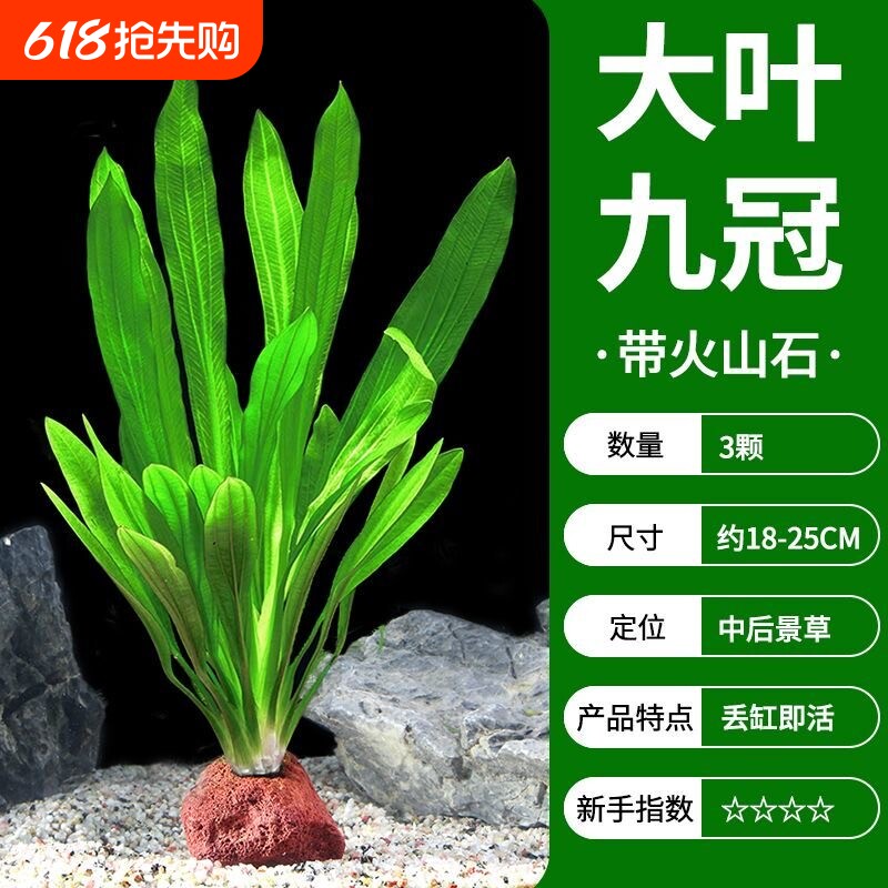 懒人造景水草大叶九火山石皇冠水草阴性水草新手入门易养易活