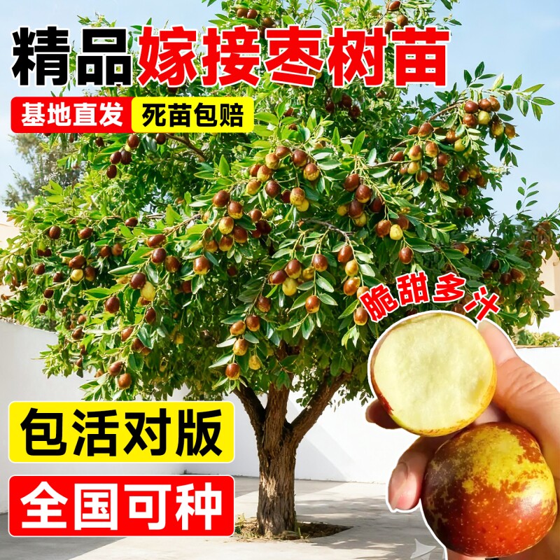 枣树活苗冬枣苗南北方种植嫁接冰糖沾化枣超甜特大号耐寒果树苗