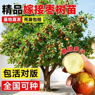 枣树活苗冬枣苗南北方种植嫁接冰糖沾化枣超甜特大号耐寒果树苗