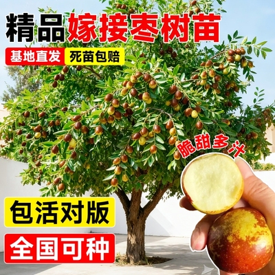 枣树活苗冬枣苗南北方种植嫁接