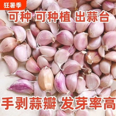 2026年农家新蒜蒜瓣手剥大蒜瓣紫皮蒜种子出蒜苔蒜苗可吃可种新鲜