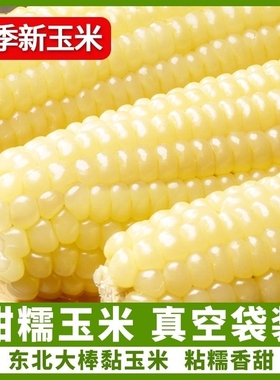 玉米新鲜白糯玉米甜糯大棒苞米新鲜甜粘真空装早餐非即食东北特产