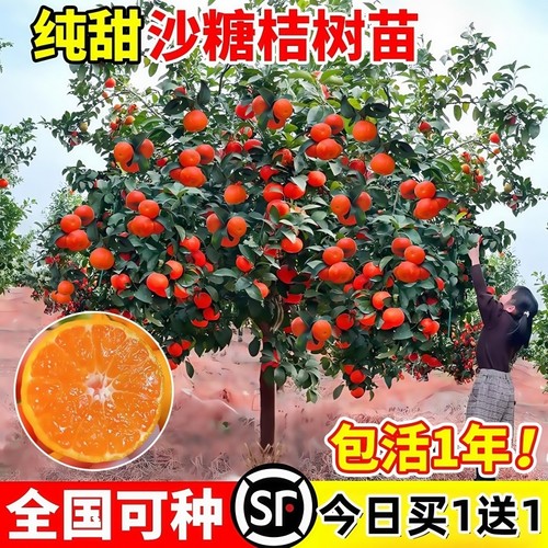沙糖桔树苗地栽盆栽南方北方橘子柑桔果树果苗砂糖橘金桔脆皮种植