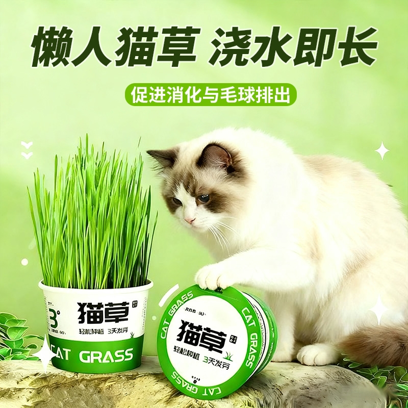 可食用的懒人水培猫草
