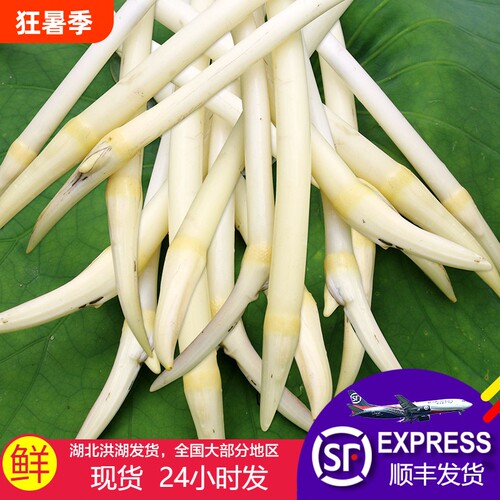 藕带新鲜顺丰包邮洪湖藕尖藕肠子当季时令蔬菜莲藕带鲜藕采摘炒菜