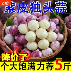 独头蒜紫皮云南2026湿蒜5斤独蒜大蒜头批发新蒜新鲜蒜头大蒜自种