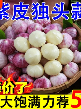 独头蒜紫皮云南2026湿蒜5斤独蒜大蒜头批发新蒜新鲜蒜头大蒜自种
