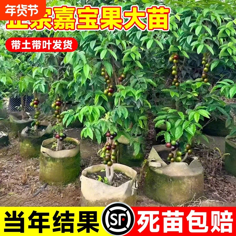 正宗沙巴嘉宝果苗树树葡萄四季果树盆栽阳台庭院种植老桩结果开花
