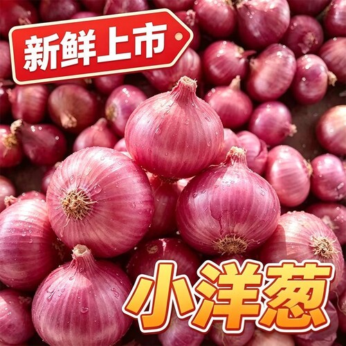 2026新品珍珠小洋葱紫红皮小葱头新鲜多汁可生吃可凉拌水果洋葱