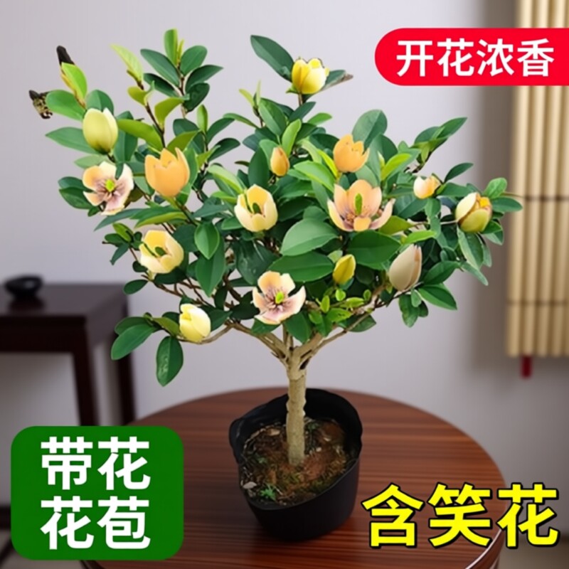 含笑花盆栽带花苞秋季开花浓香型阳台室内观赏阳台花卉盆栽植物