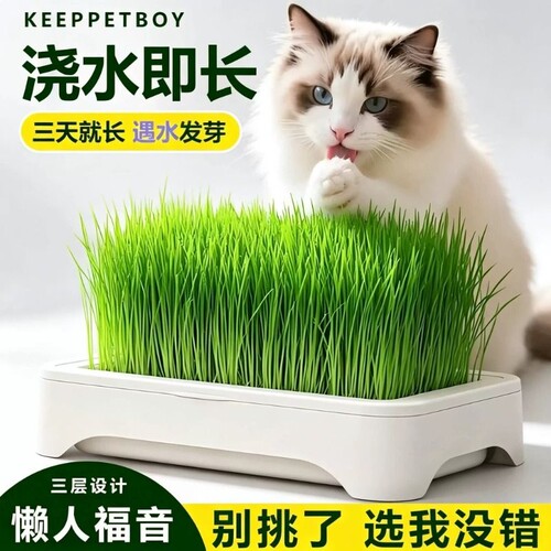 【热销推荐】懒人猫草种植化毛