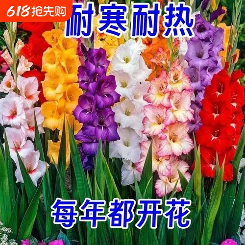 剑兰花大花唐菖蒲花四季开花